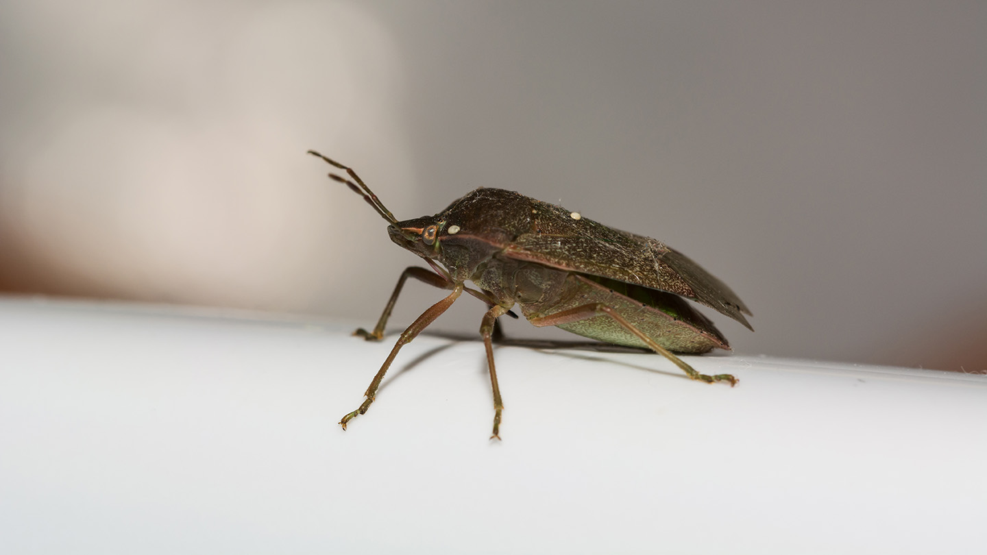 Foto på en insekt